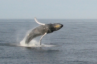  whale watching in Mexico